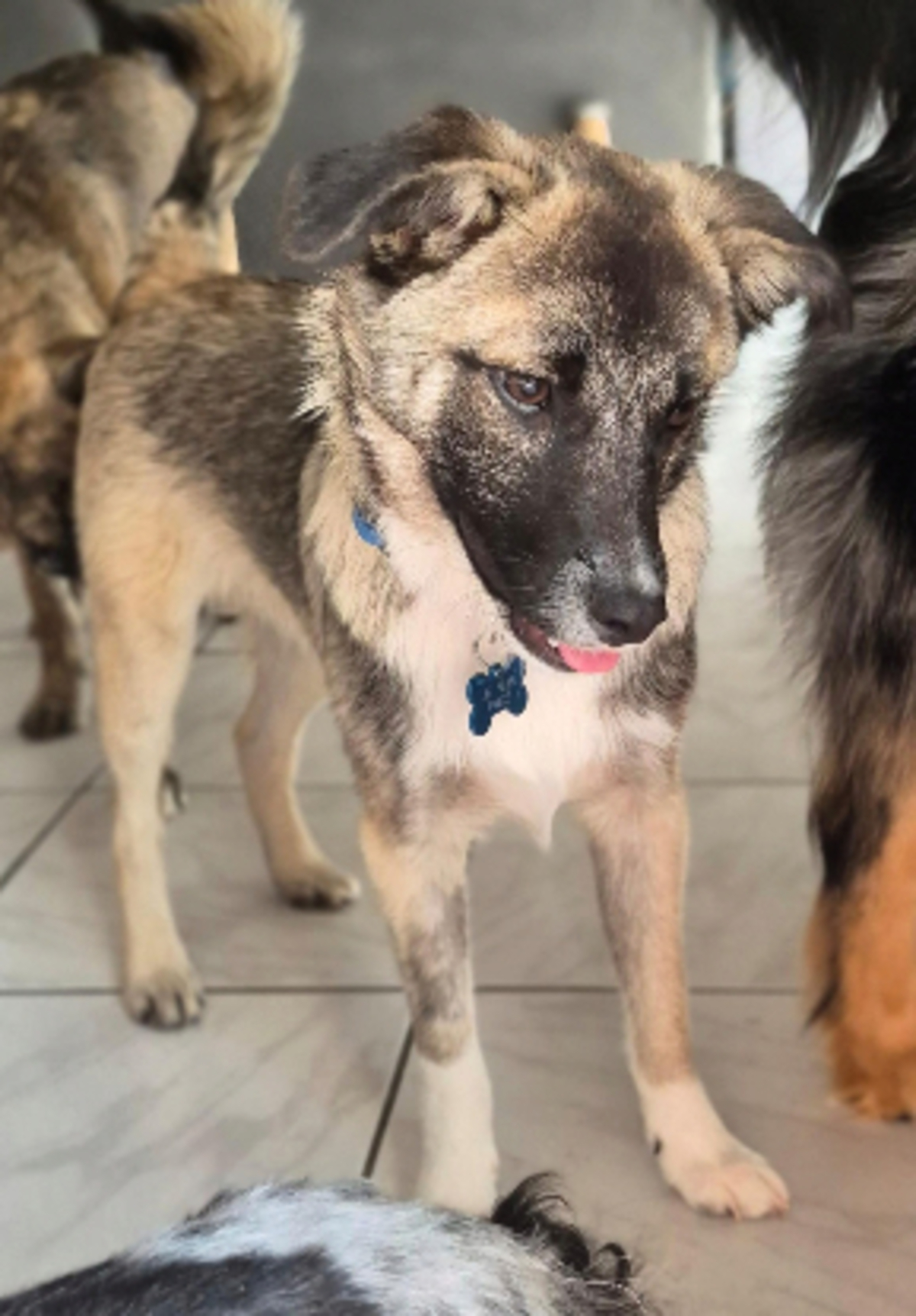 Adoption Frisco