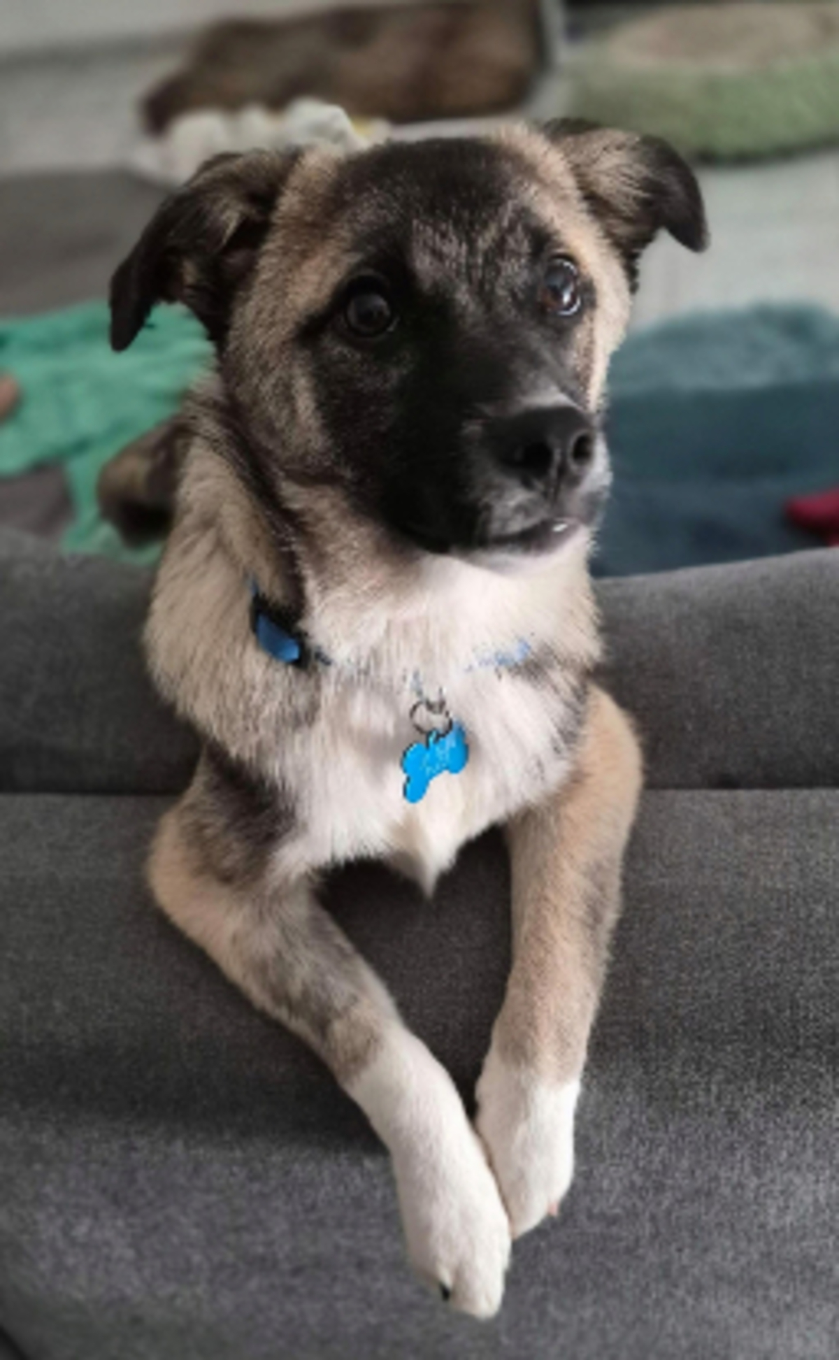 Adoption Frisco