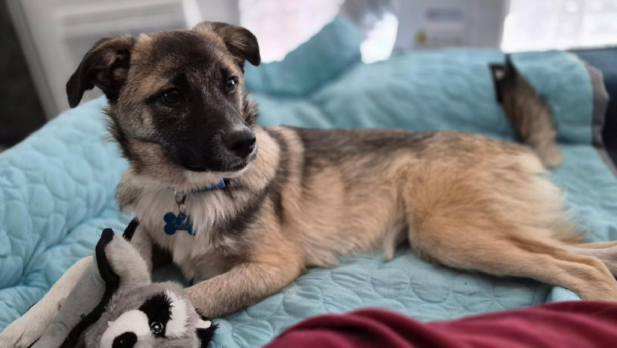 Adoption Frisco