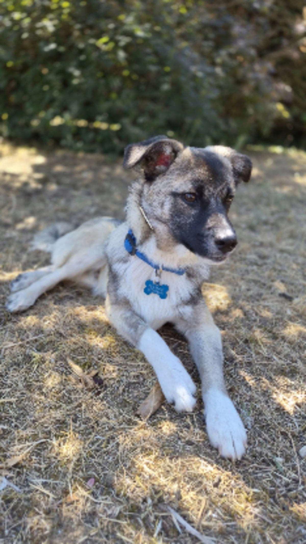 Adoption Frisco