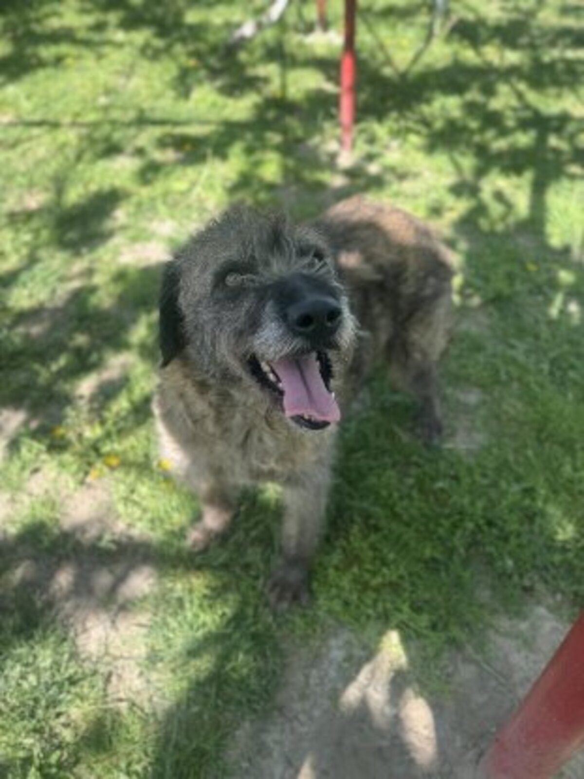 Adoption Frisette