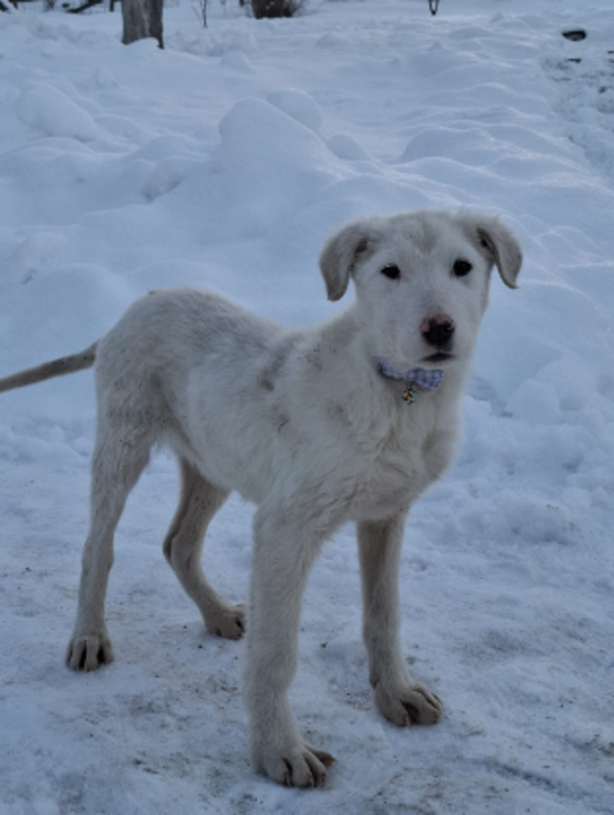 Adoption Frosty