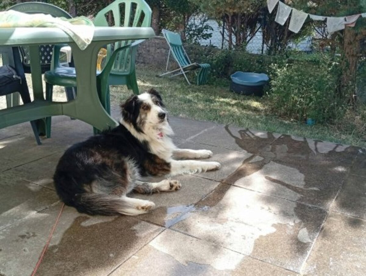 Adoption Fuego