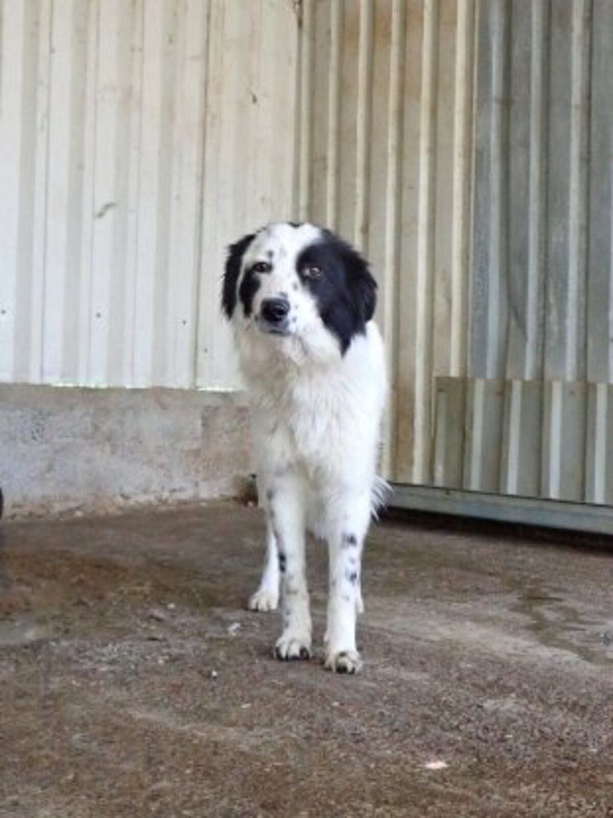 Adoption Funky