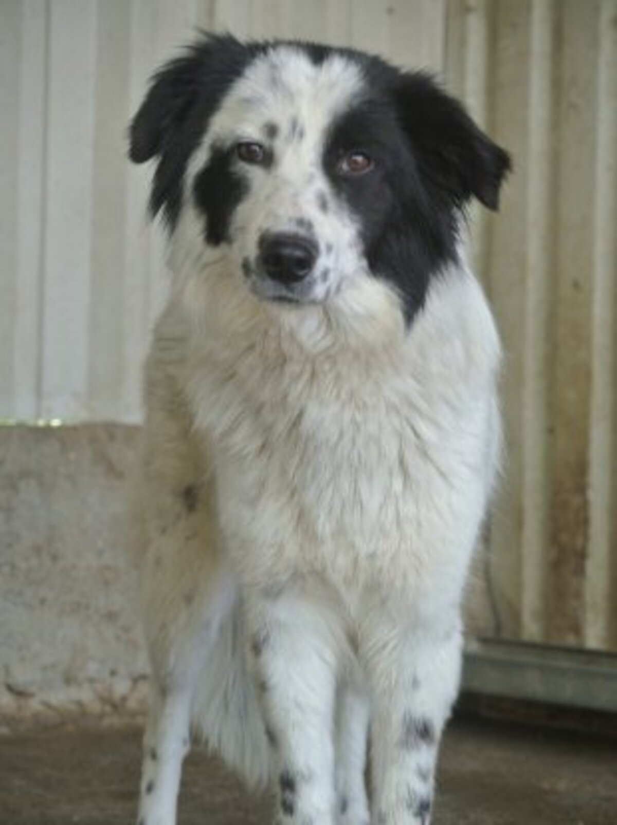 Adoption Funky