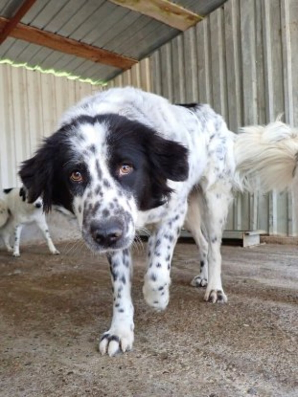 Adoption Funny