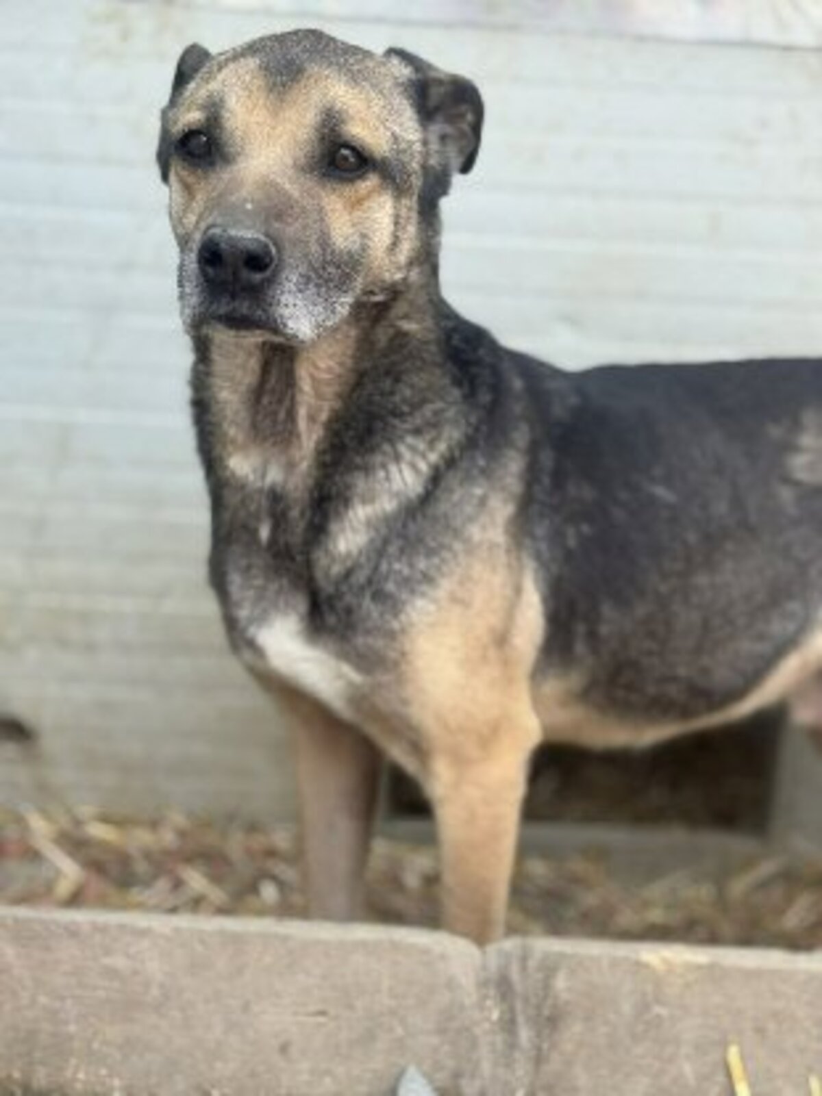 Adoption Gabin
