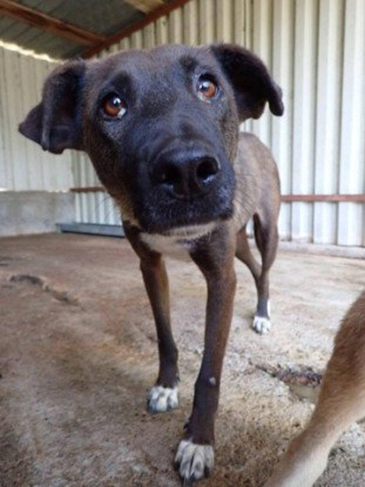 Adoption Gaby