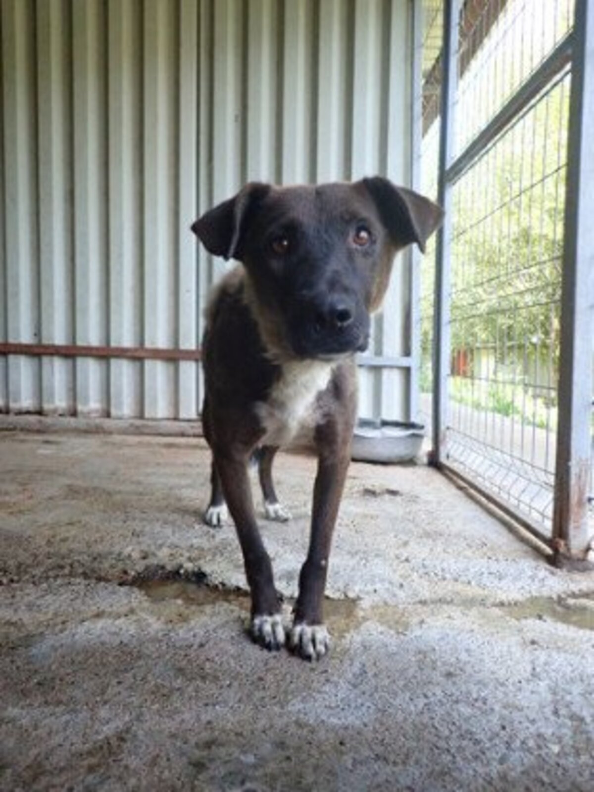Adoption Gaby