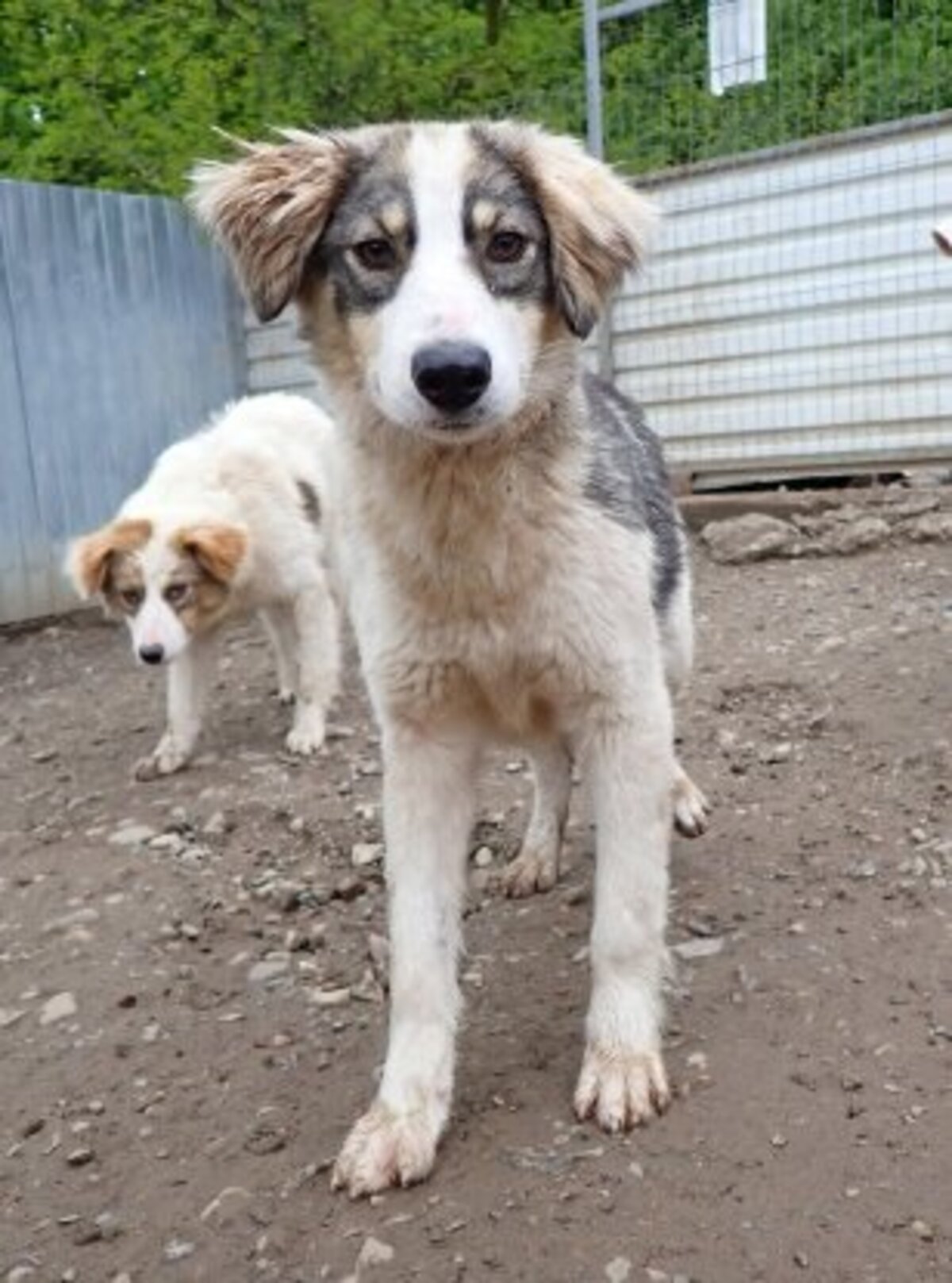 Adoption Gachette