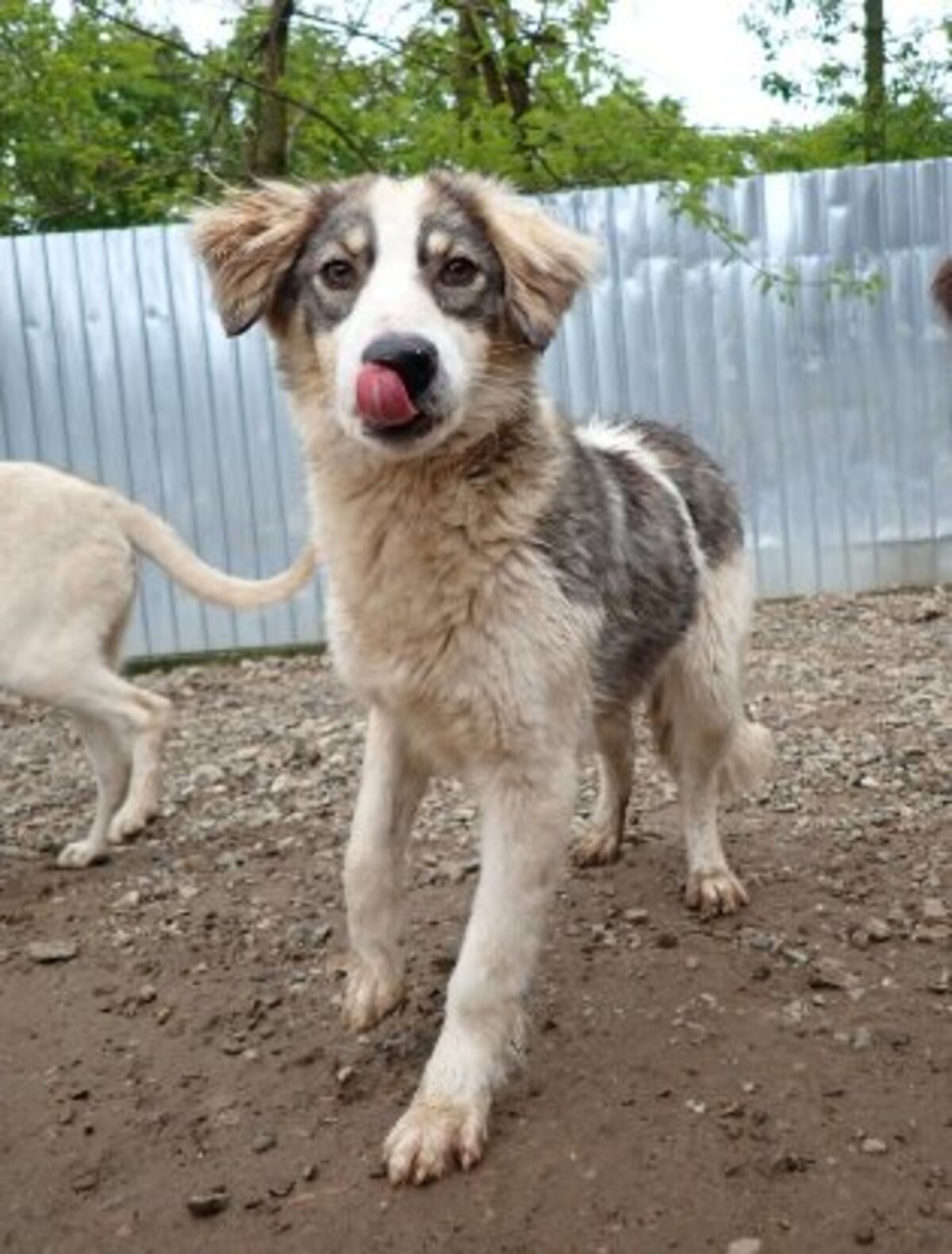 Adoption Gachette