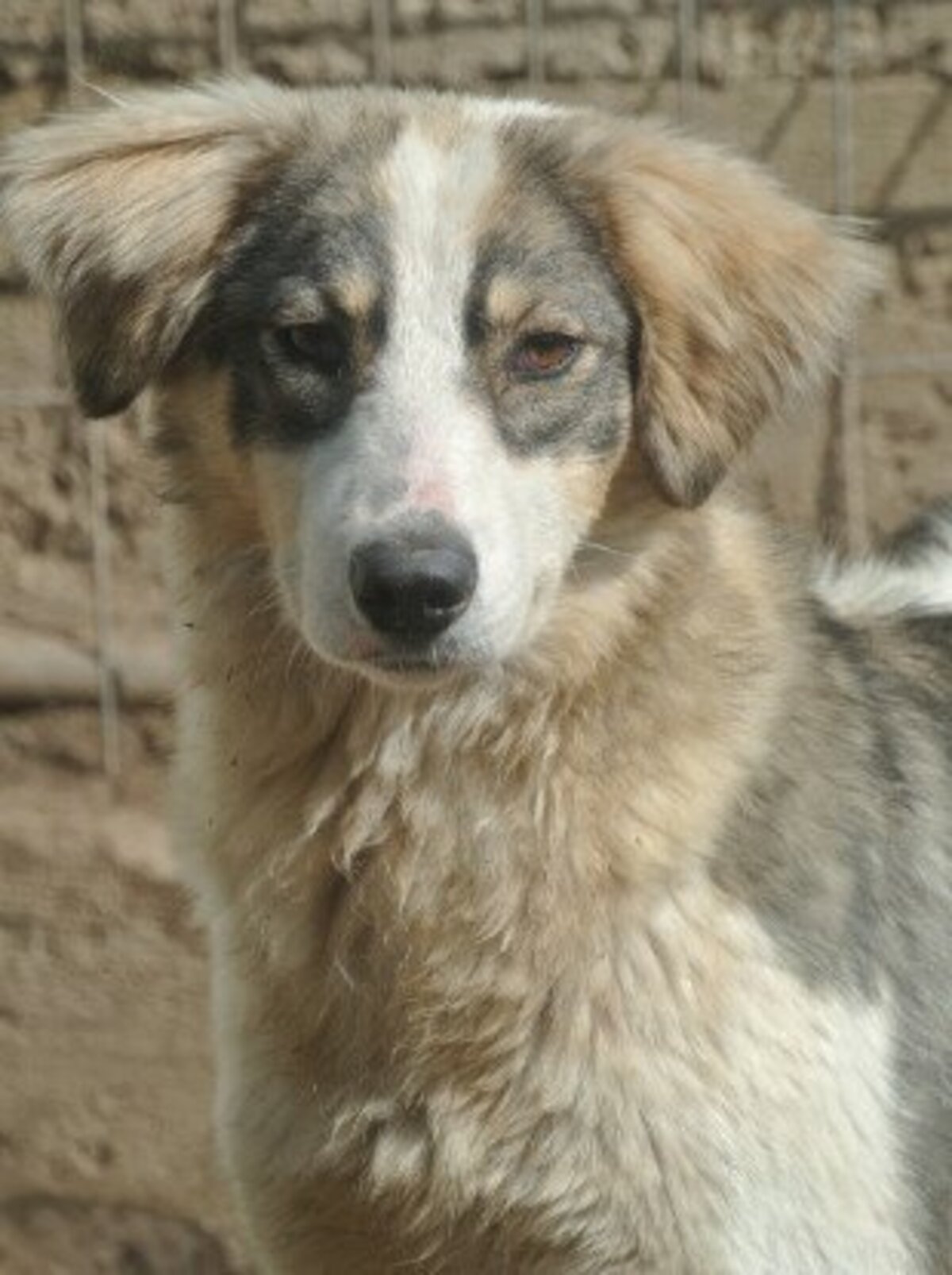 Adoption Gachette