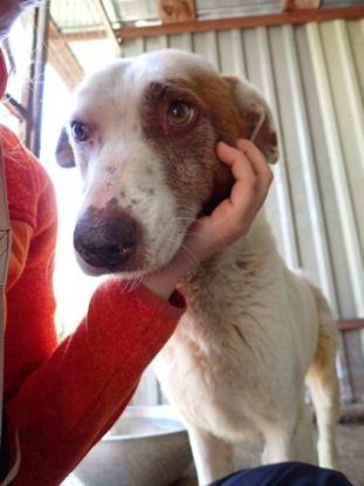Adoption Galak