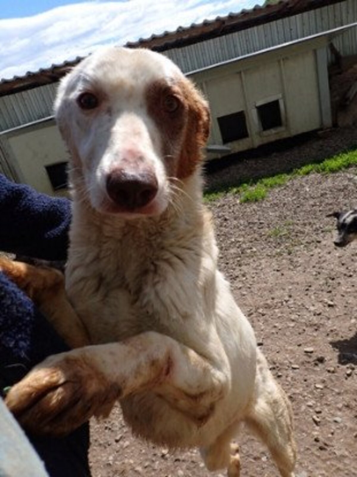 Adoption Galak
