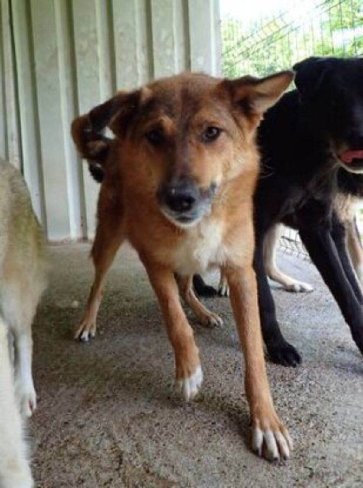 Adoption Gamin