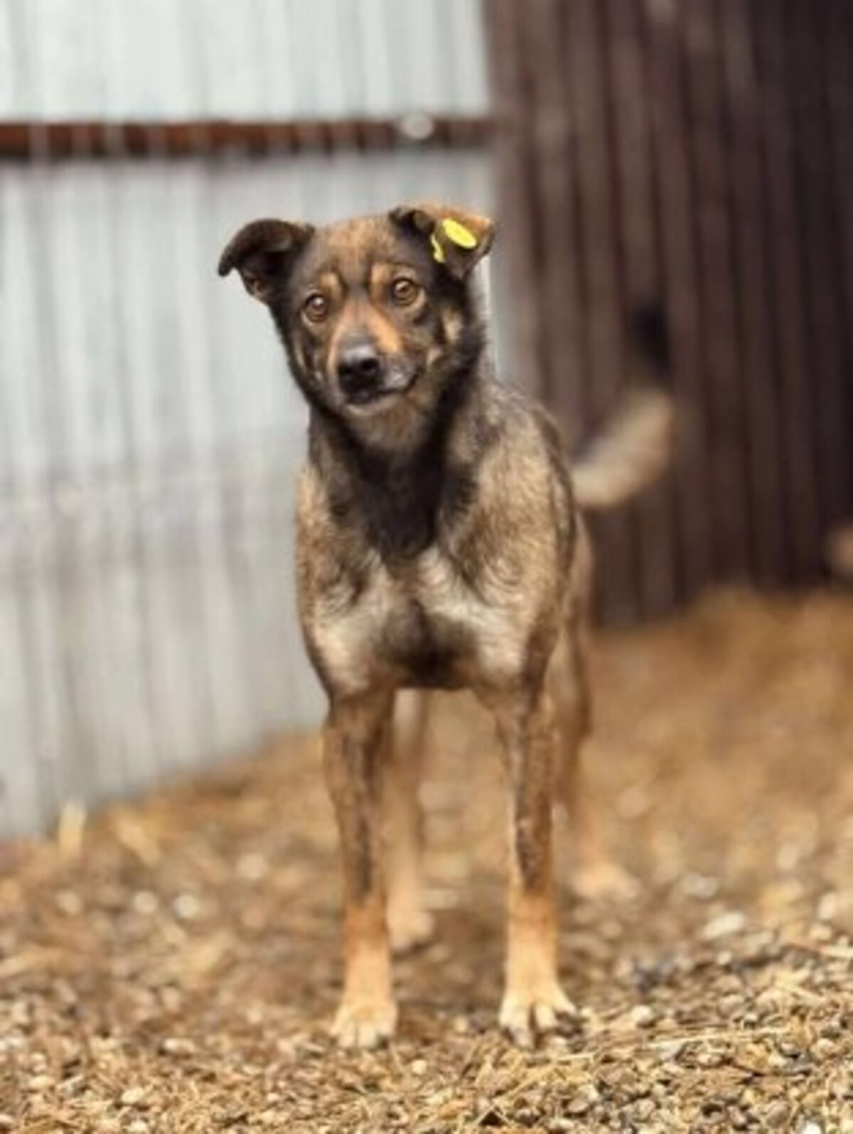 Adoption Gavroche