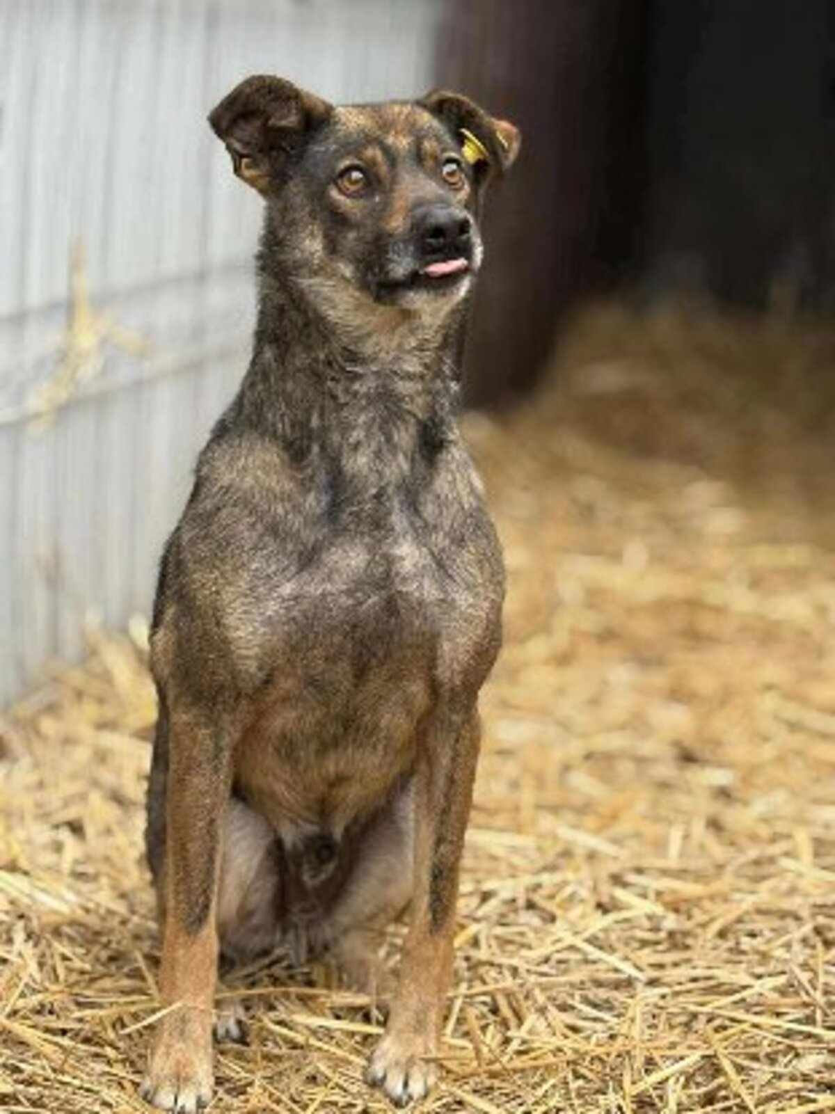 Adoption Gavroche