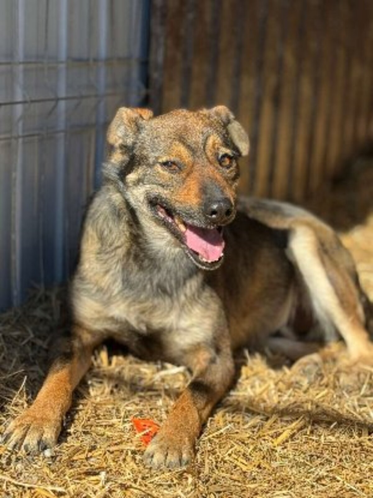 Adoption Gavroche