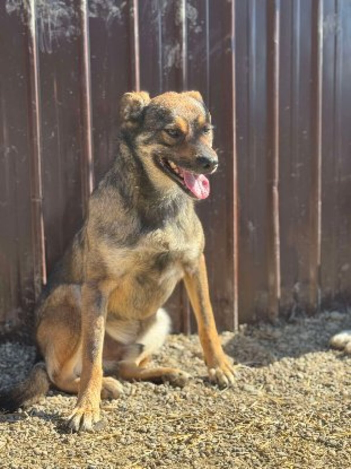 Adoption Gavroche