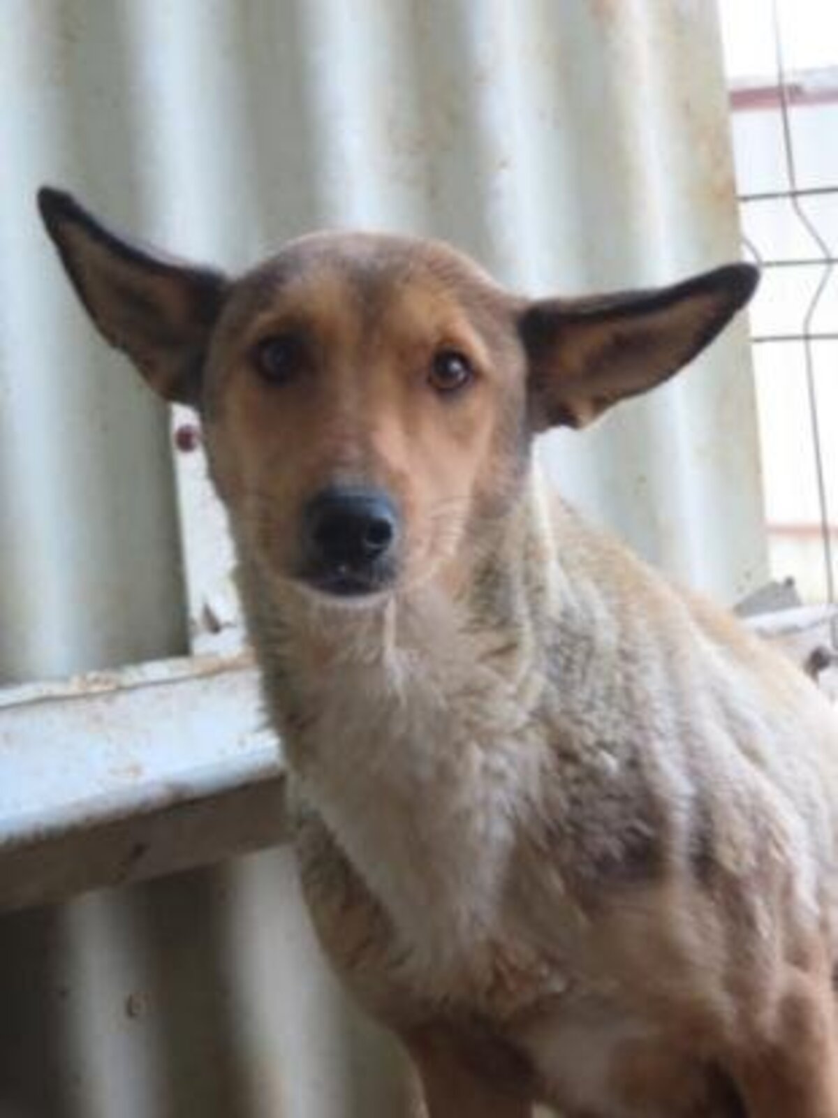 Adoption Gazel