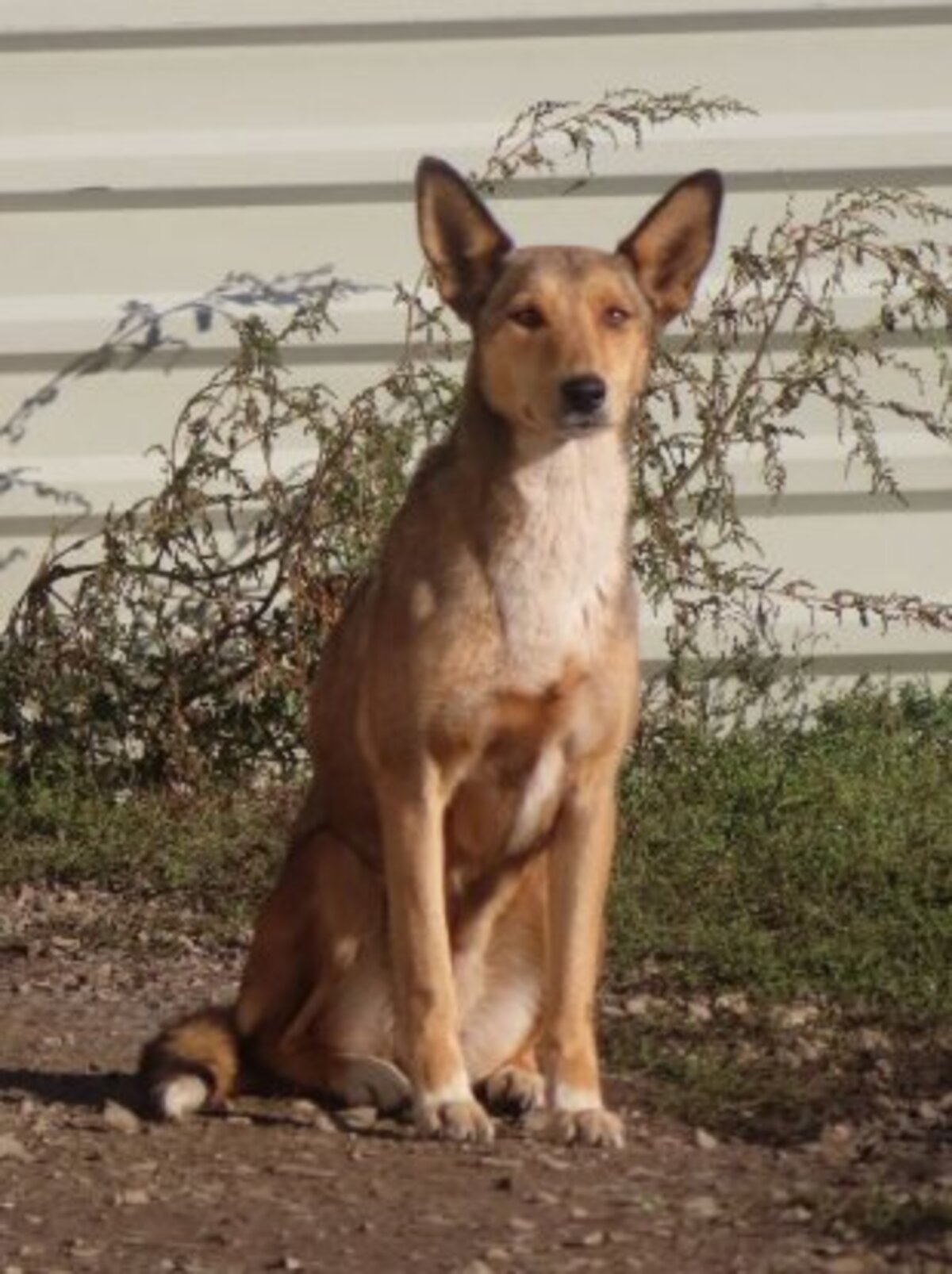 Adoption Gazel