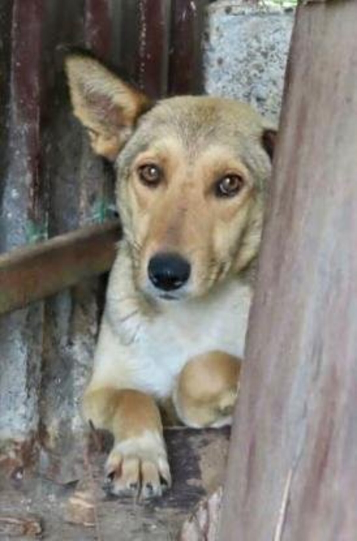 Adoption Gazel
