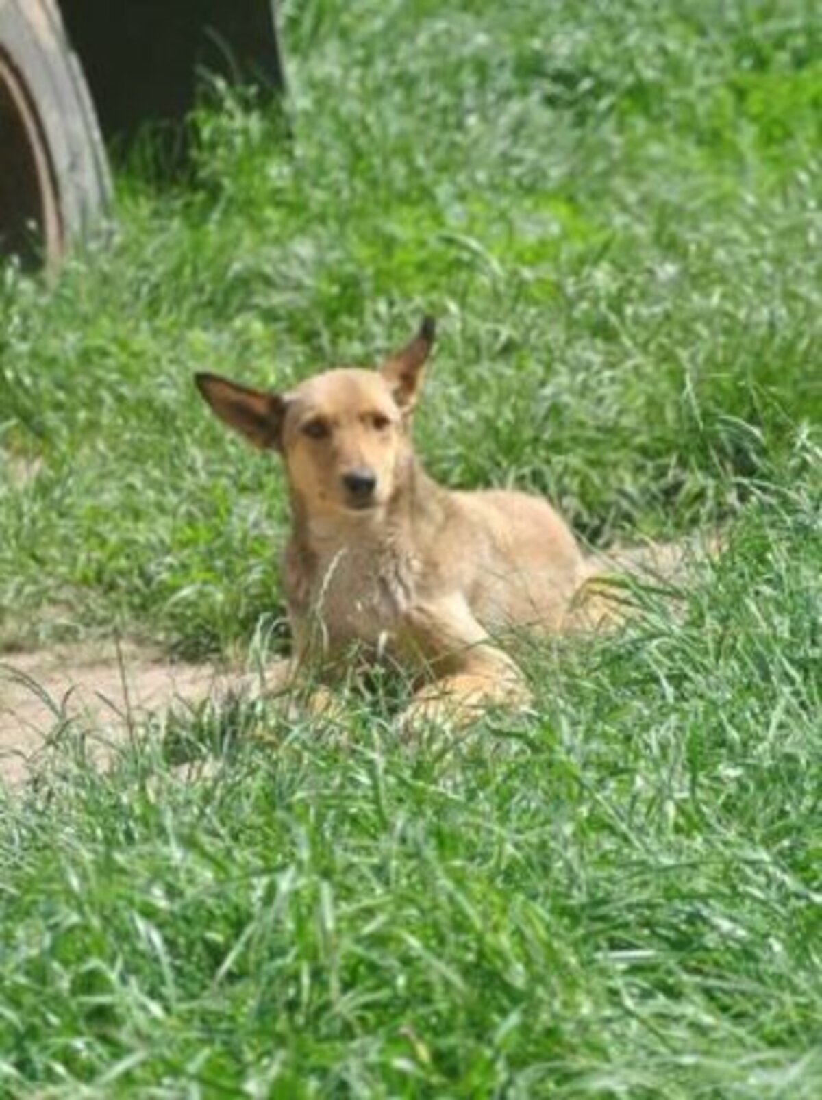 Adoption Gazel