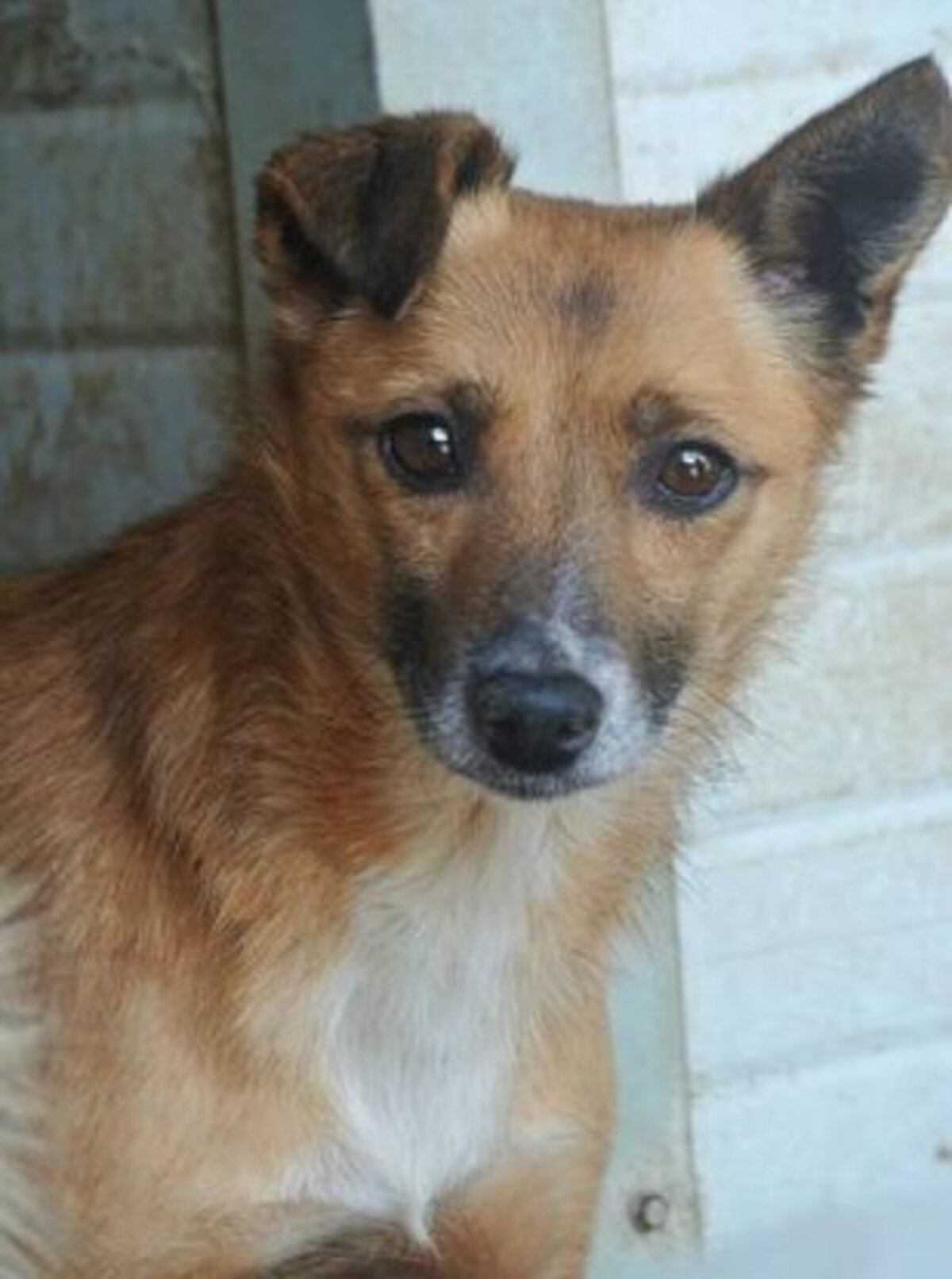 Adoption Geisha