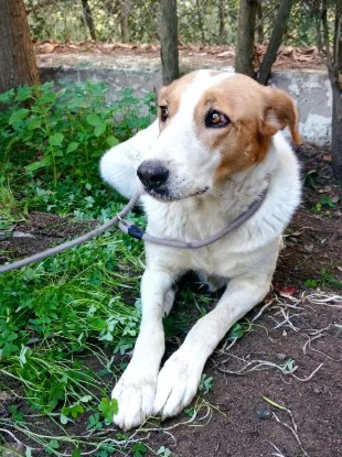 Adoption Gema