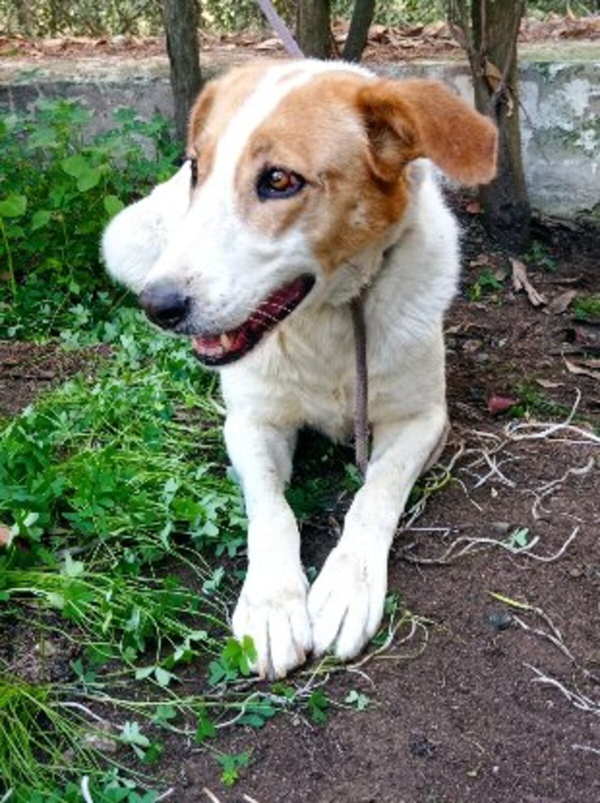 Adoption Gema
