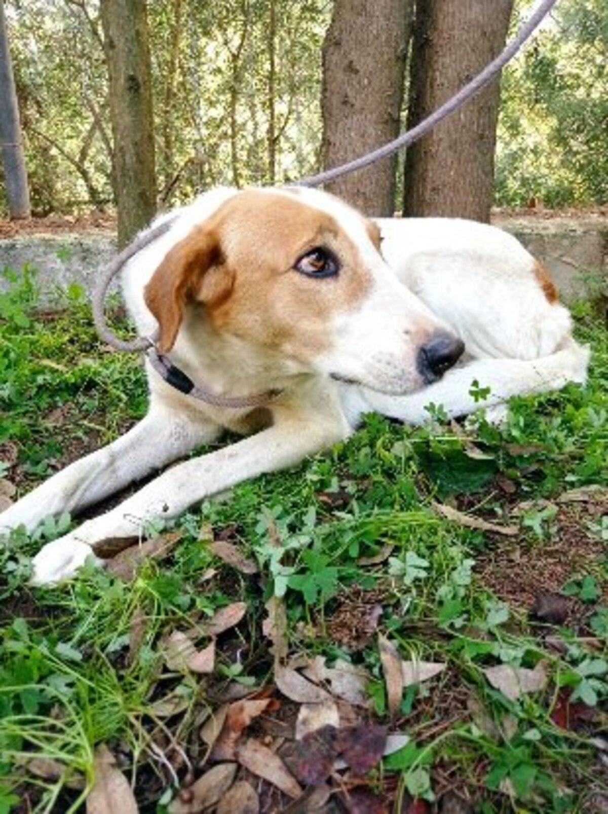 Adoption Gema