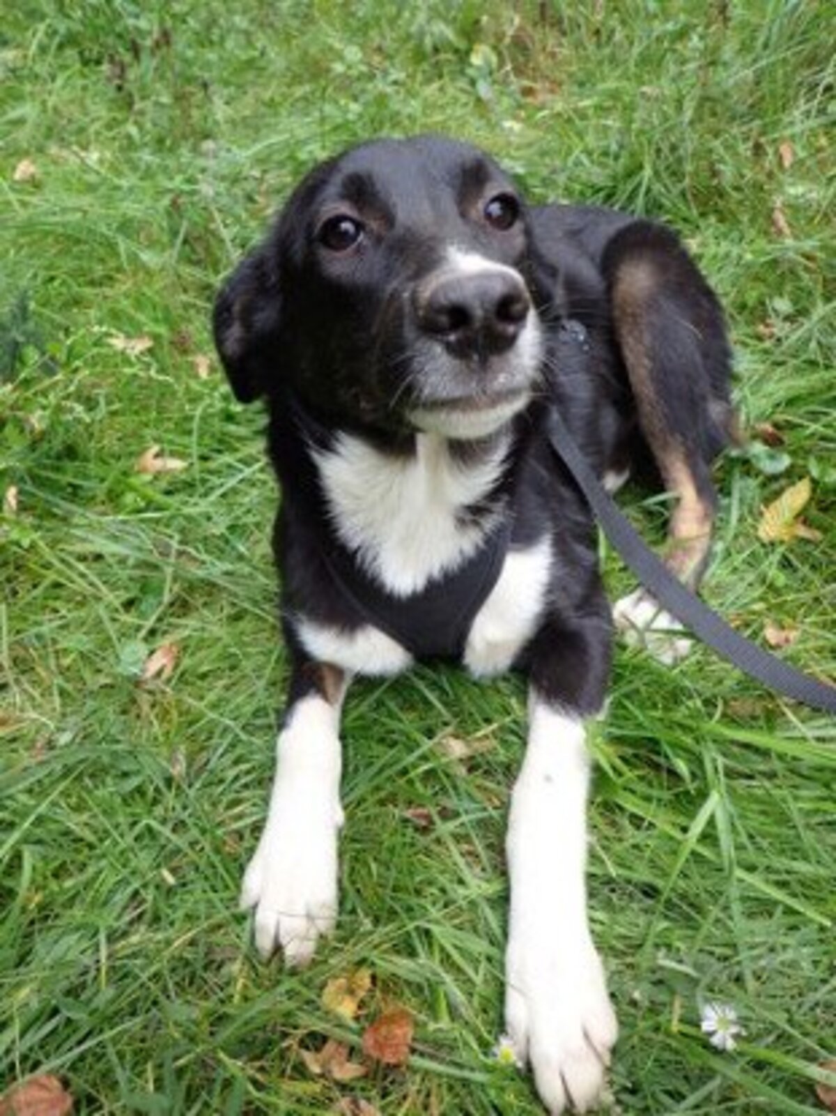 Adoption Gentiane