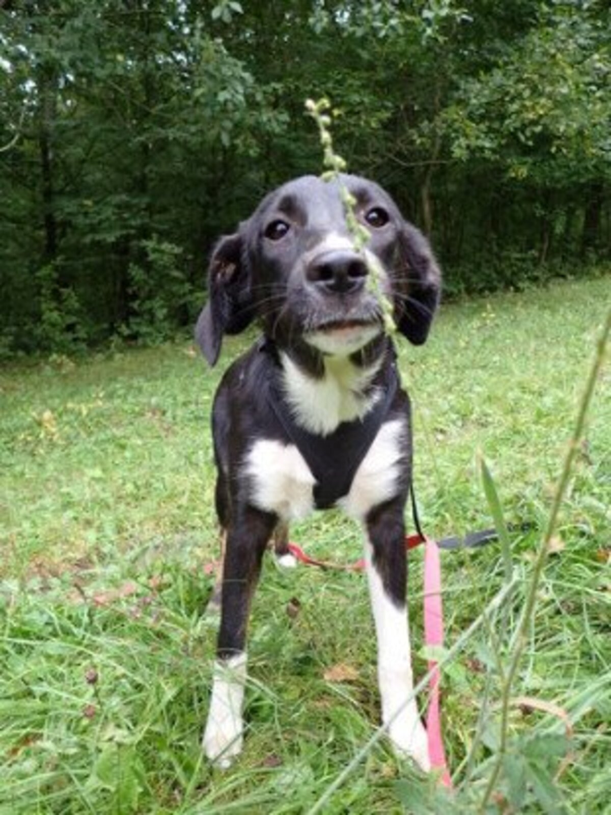 Adoption Gentiane