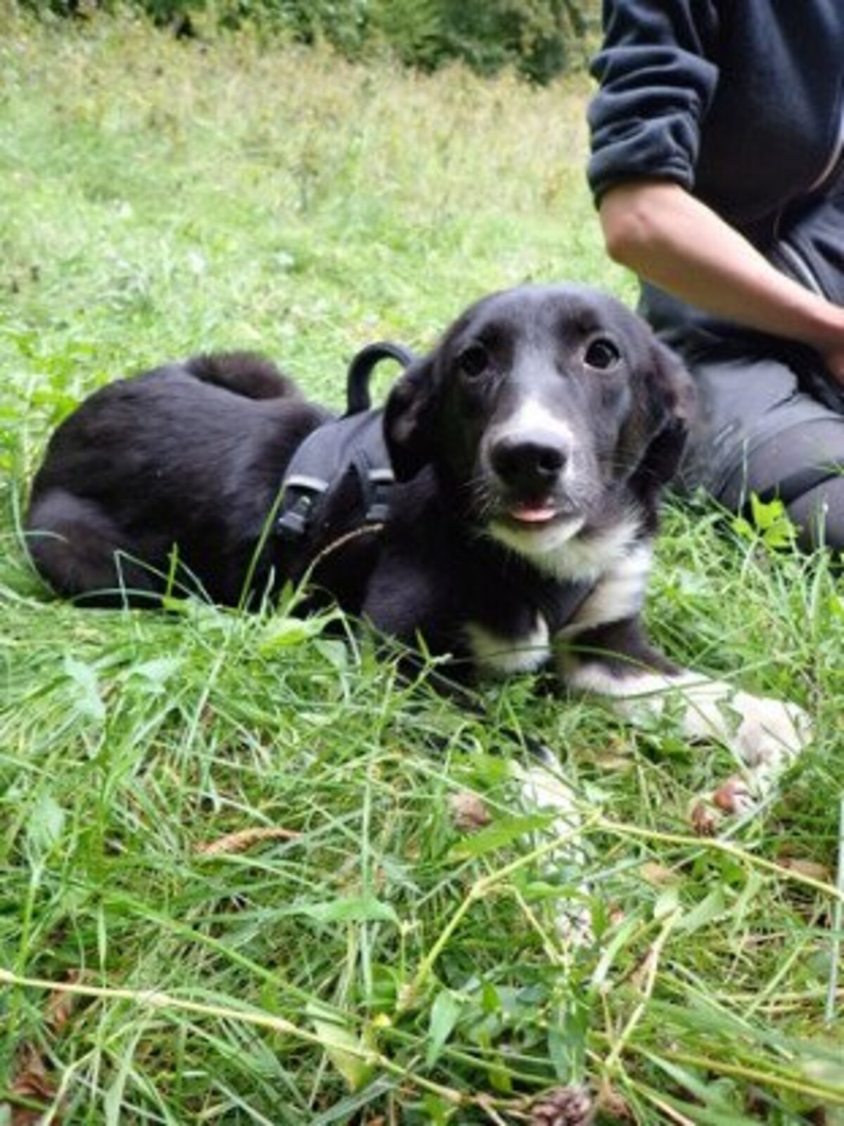 Adoption Gentiane