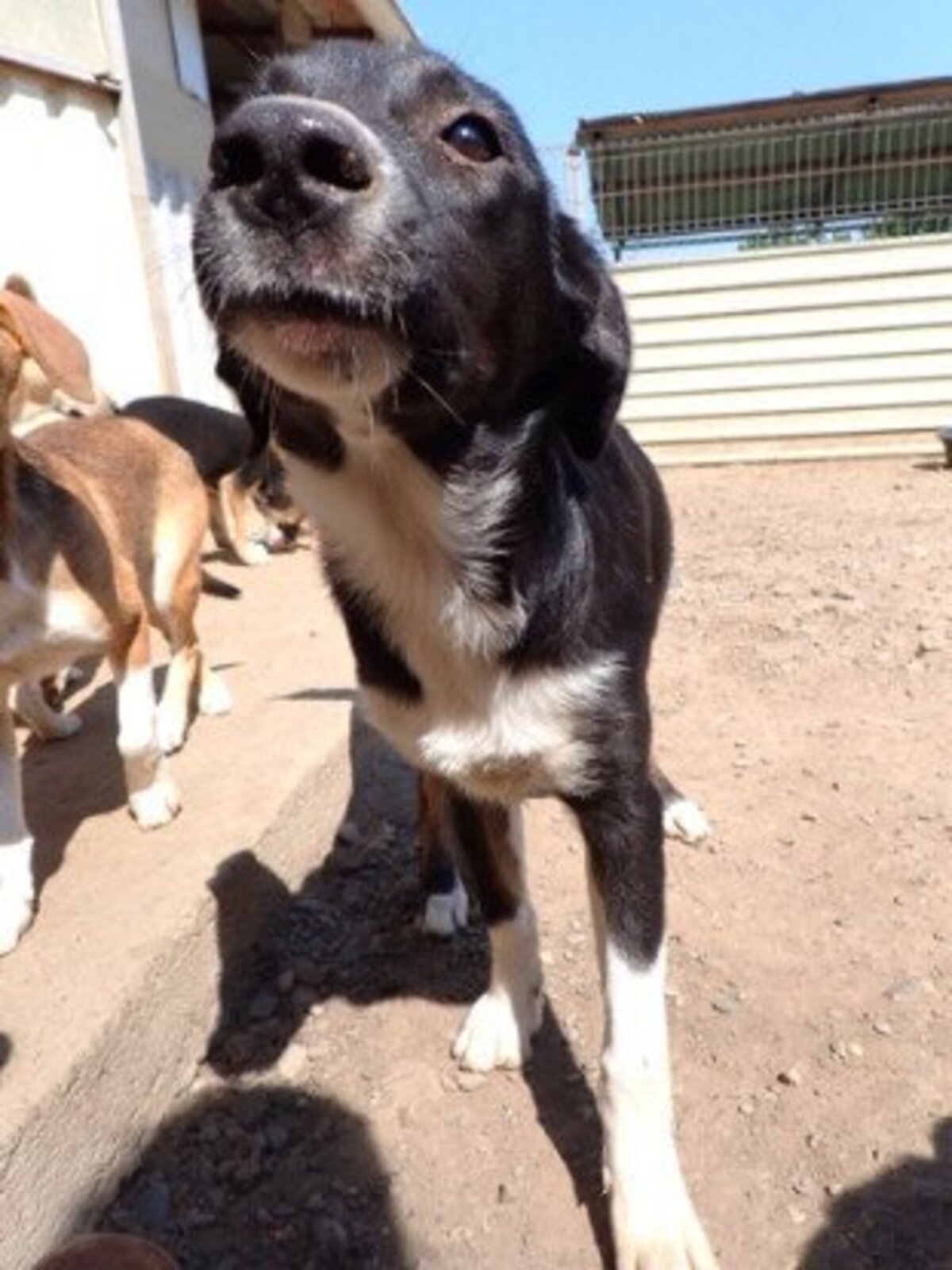 Adoption Gentiane
