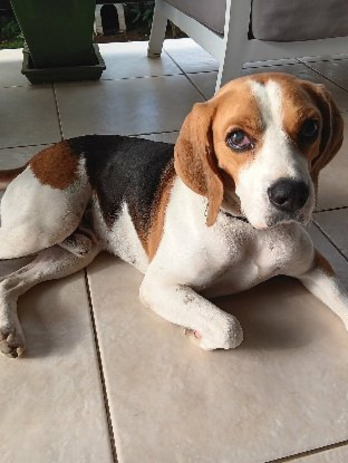 Adoption George