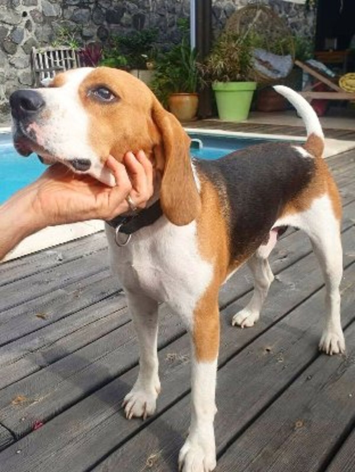 Adoption George