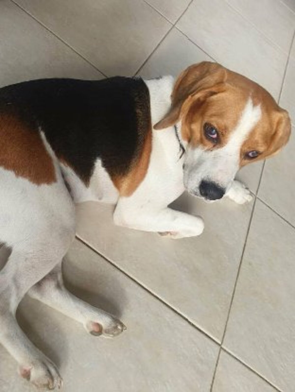 Adoption George