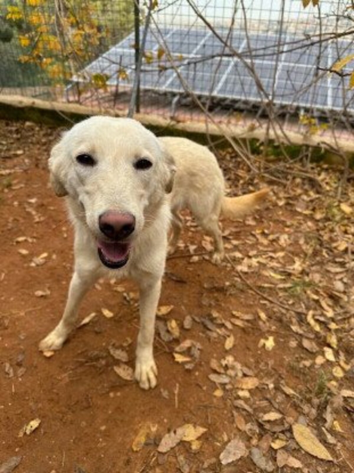 Adoption Glenda