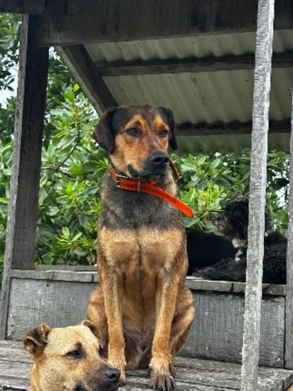 Adoption Gls