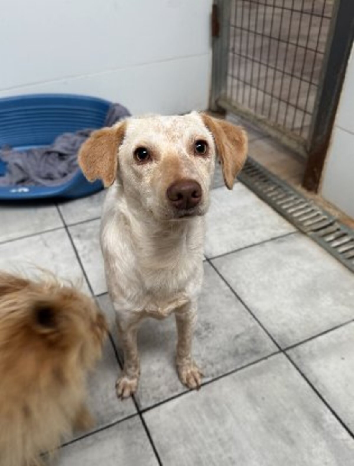 Adoption Godlokin