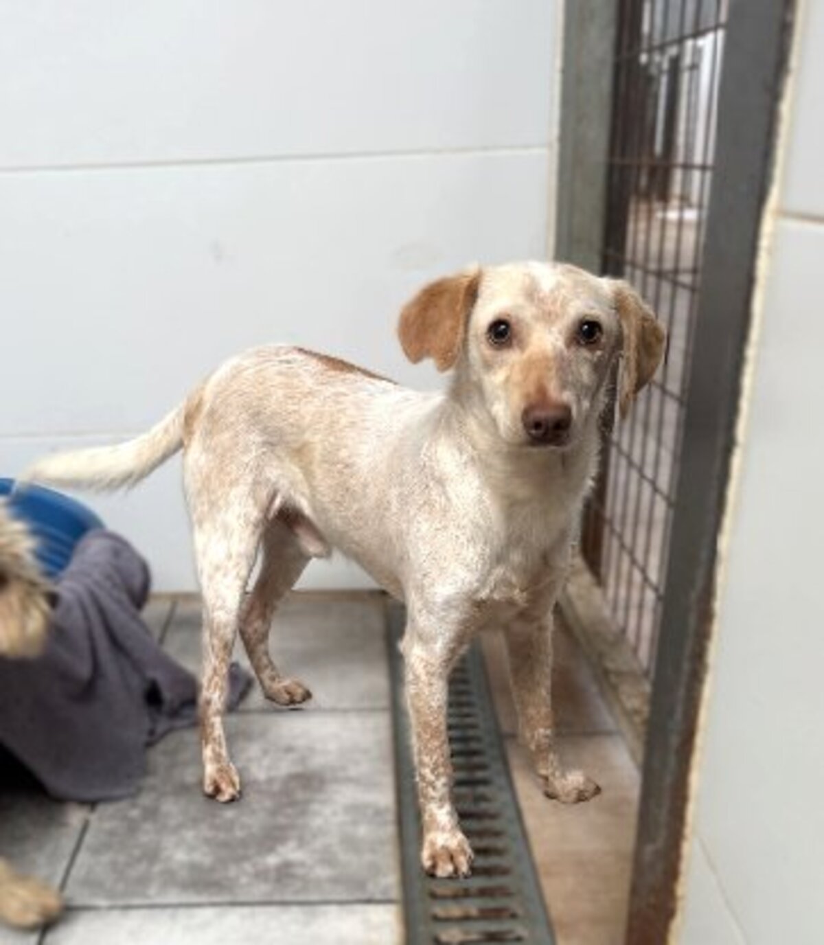 Adoption Godlokin