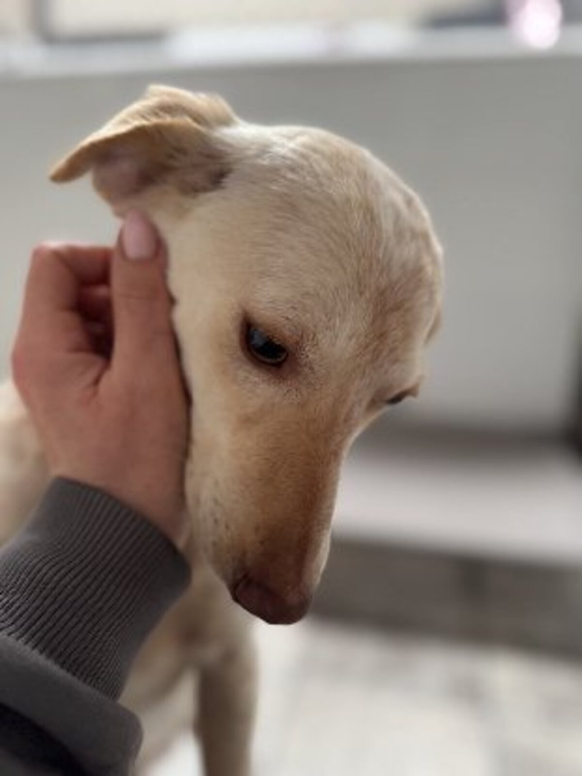 Adoption Godlokin