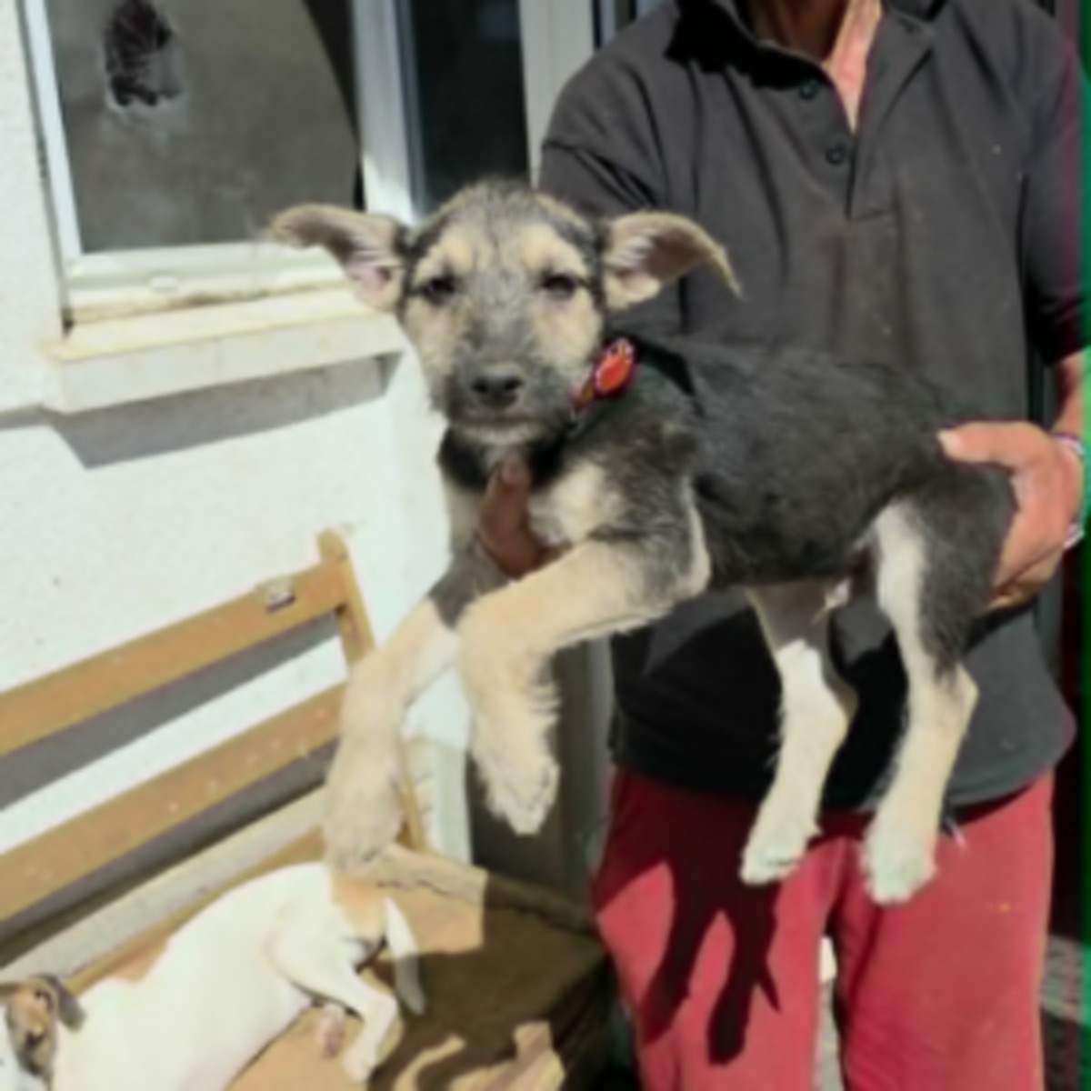 Adoption Goe