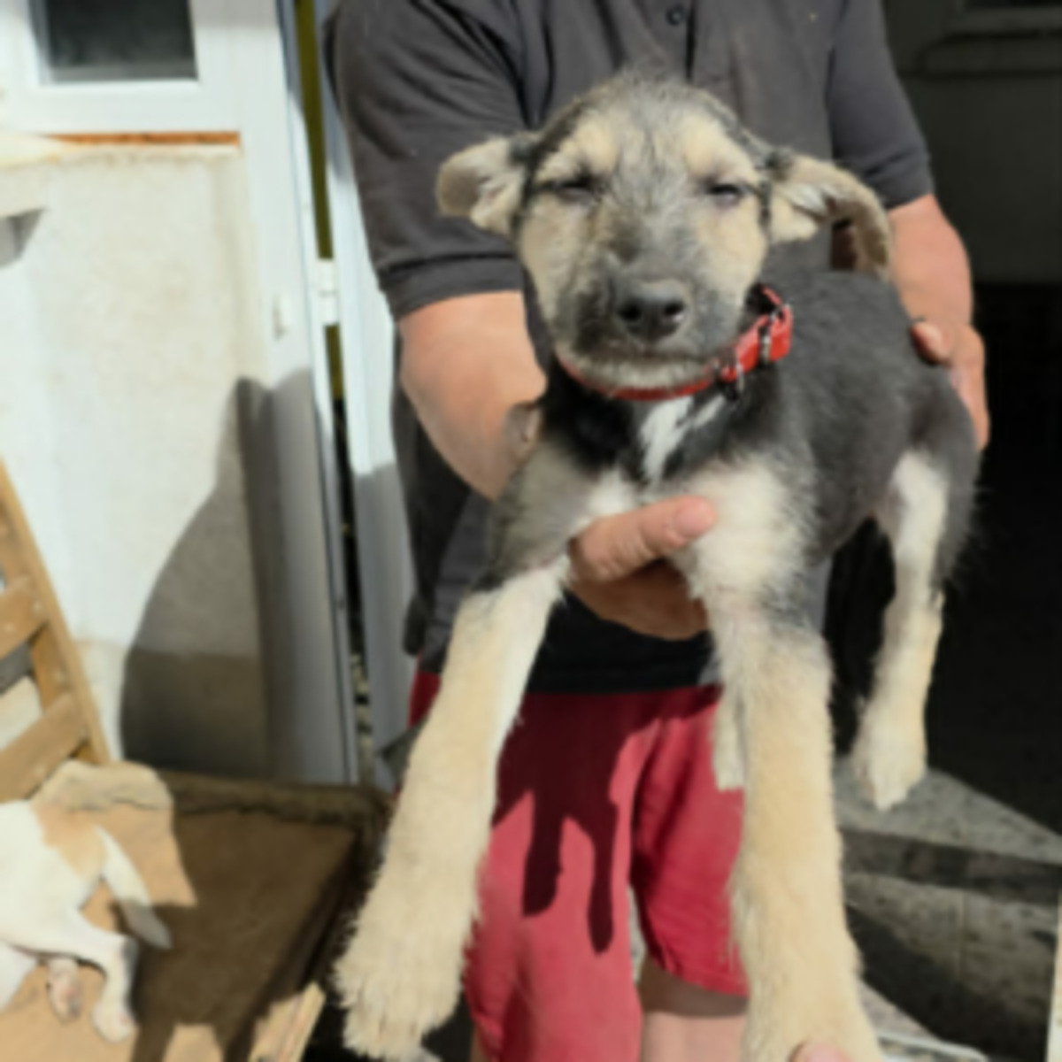 Adoption Goe