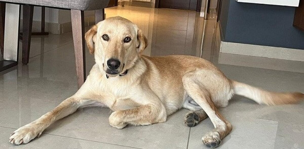 Adoption Gold