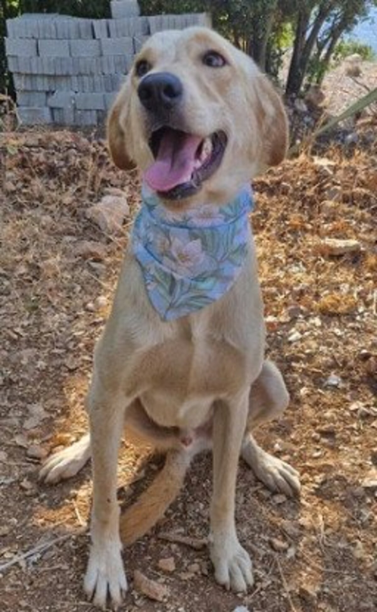 Adoption Gold