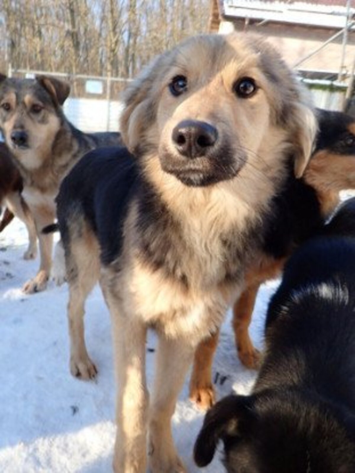 Adoption Goldy