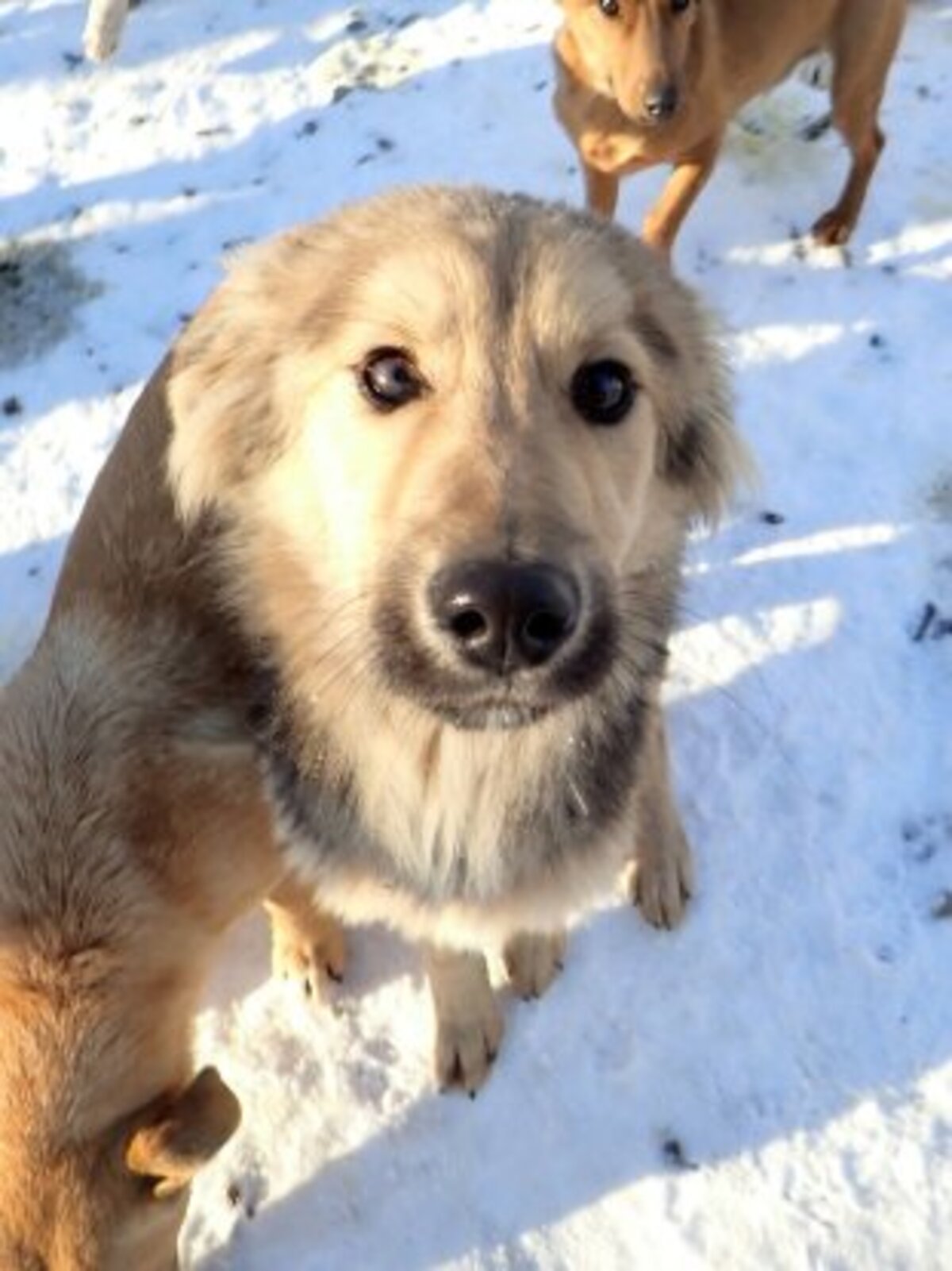 Adoption Goldy