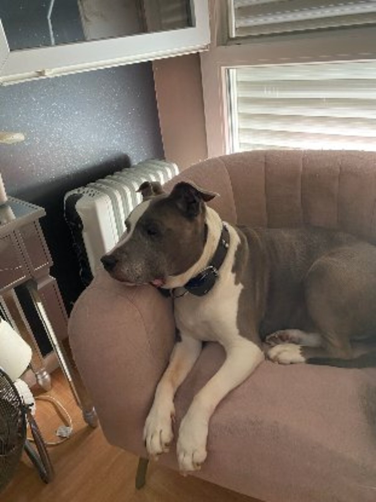 Adoption Goliath